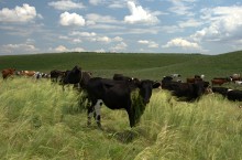 Балка Сухая Кугульта в Сальских степях, в очень дождливом июле