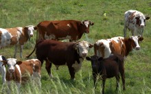 Балка Сухая Кугульта в Сальских степях, в очень дождливом июле