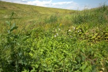 Балка Сухая Кугульта в Сальских степях, в очень дождливом июле