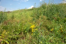 Балка Сухая Кугульта в Сальских степях, в очень дождливом июле