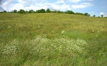 Балка Сухая Кугульта в Сальских степях, в очень дождливом июле
