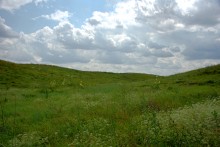 Балка Сухая Кугульта в Сальских степях, в очень дождливом июле