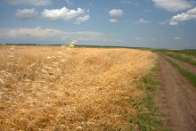 Балка Сухая Кугульта в Сальских степях, в очень дождливом июле