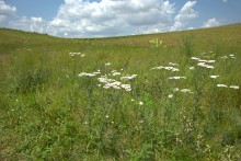 Балка Сухая Кугульта в Сальских степях, в очень дождливом июле