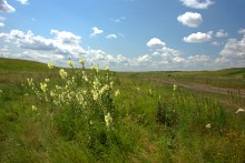 Балка Сухая Кугульта в Сальских степях, в очень дождливом июле