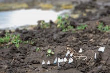 Балка Сухая Кугульта в Сальских степях, в очень дождливом июле