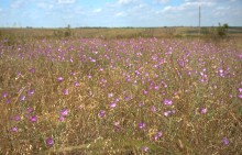 Путешествие по притокам и родникам реки Кундрючьей, по балкам Дубовой, Грушевской и Семимаячной
