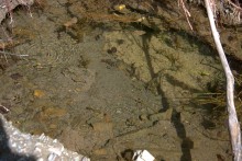 Путешествие по притокам и родникам реки Кундрючьей, по балкам Дубовой, Грушевской и Семимаячной