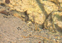 Путешествие по притокам и родникам реки Кундрючьей, по балкам Дубовой, Грушевской и Семимаячной