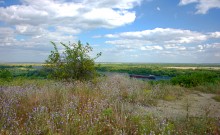 Бессмертники на меловых холмах над Доном у хутора Ведерников