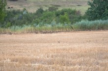 По левобережью Северского Донца