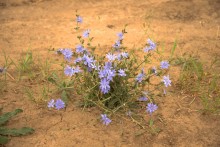 По левобережью Северского Донца