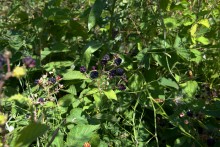 Поездка по донскому правобережью на месте бывшего Моноцкого городка