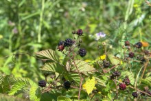 Поездка по донскому правобережью на месте бывшего Моноцкого городка