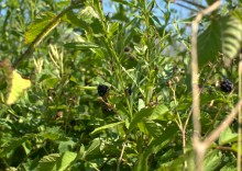 Поездка по донскому правобережью на месте бывшего Моноцкого городка