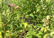 Поездка по донскому правобережью на месте бывшего Моноцкого городка