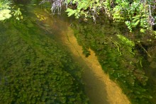 Августовское купание в реке Калитве