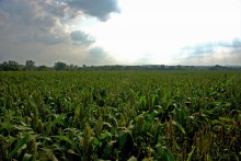 Августовское купание в реке Калитве