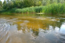 Августовское купание в реке Калитве