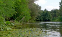 Августовское купание в реке Калитве