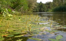 Августовское купание в реке Калитве
