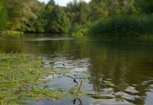 Августовское купание в реке Калитве