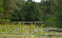 Августовское купание в реке Калитве