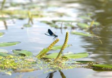 Августовское купание в реке Калитве