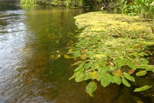 Августовское купание в реке Калитве