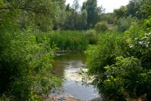 Августовское купание в реке Калитве