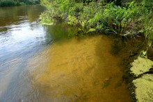 Августовское купание в реке Калитве
