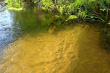 Августовское купание в реке Калитве