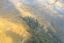 Августовское купание в реке Калитве