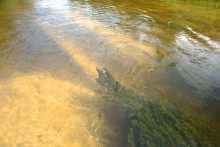 Августовское купание в реке Калитве