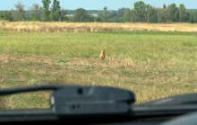 Храбрые сурки-байбаки на реке Калитве