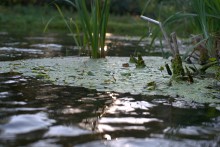 Август на Калитве