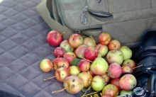 Август на Калитве