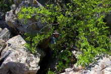 Выходы кварцита под названием Большой камень у хутора Нижнеерохин