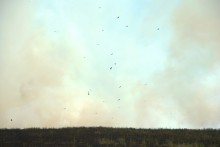 Пожар в степи принёс беду полевым мышам и радость хищным птицам