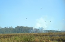 Пожар в степи принёс беду полевым мышам и радость хищным птицам