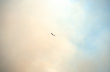 Пожар в степи принёс беду полевым мышам и радость хищным птицам