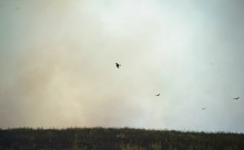 Пожар в степи принёс беду полевым мышам и радость хищным птицам