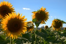 Вознесенский собор в подсолнухах