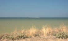 Глафировская коса и её обитатели в начале сентября