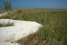 Глафировская коса и её обитатели в начале сентября