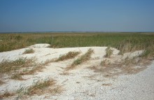 Глафировская коса и её обитатели в начале сентября