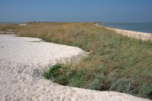 Глафировская коса и её обитатели в начале сентября