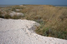 Глафировская коса и её обитатели в начале сентября