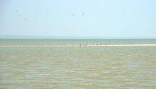 Глафировская коса и её обитатели в начале сентября