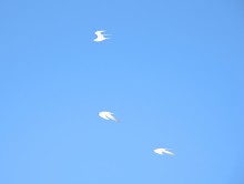 Глафировская коса и её обитатели в начале сентября